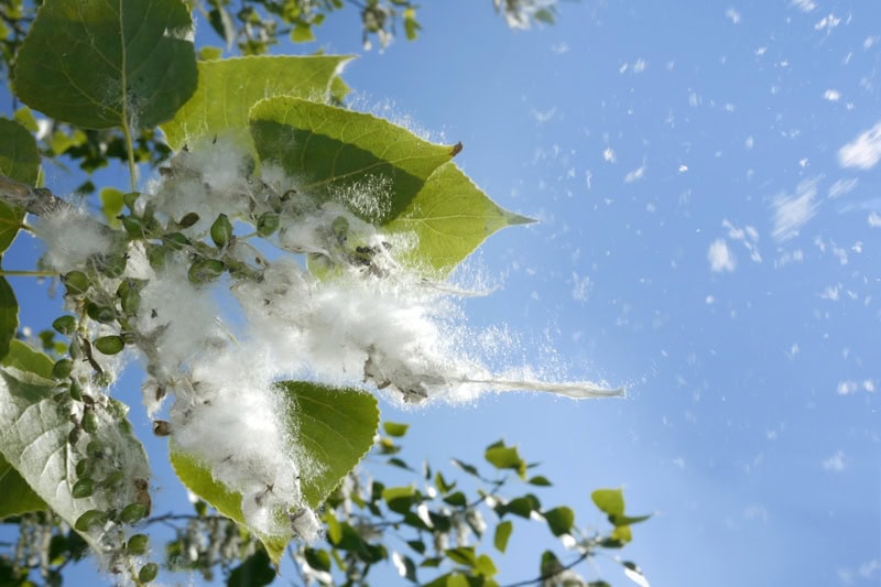 What Does Indoor Air Quality Have to Do With Allergies? Poplar tree buds opening in spring.