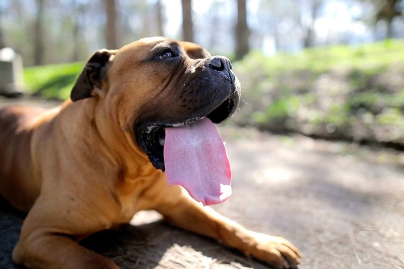 Video - Summer AC Check Up with dog laying down and panting outside Houston, TX, home.