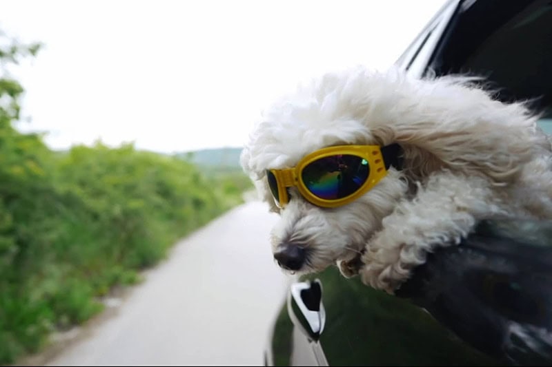 Dog with goggles hanging outside car window.