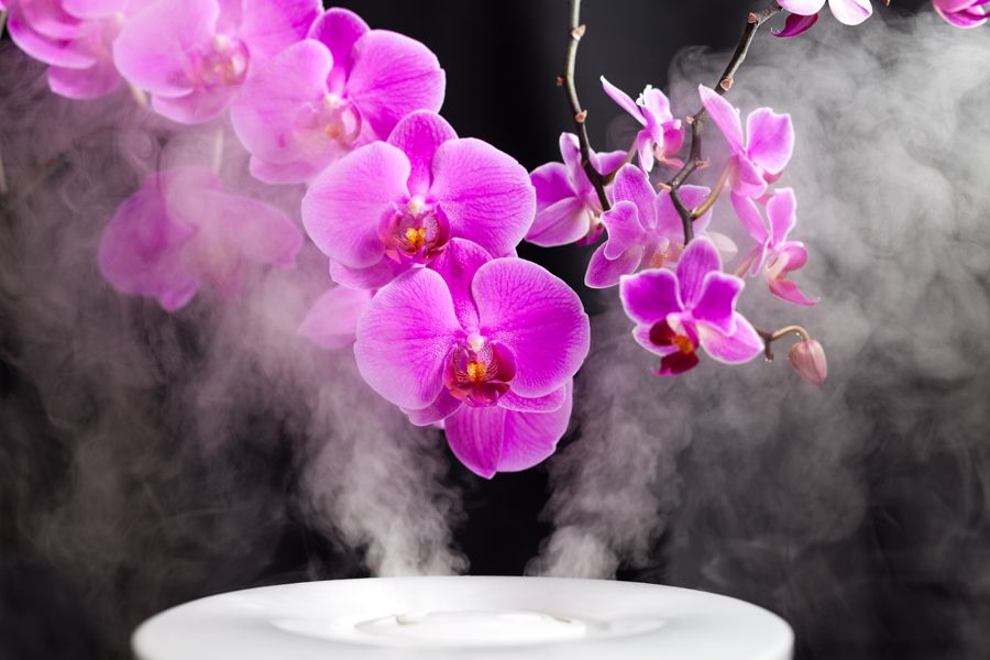 A humidifier steaming orchids. Benefits of Using a Humidifier in Your Home.